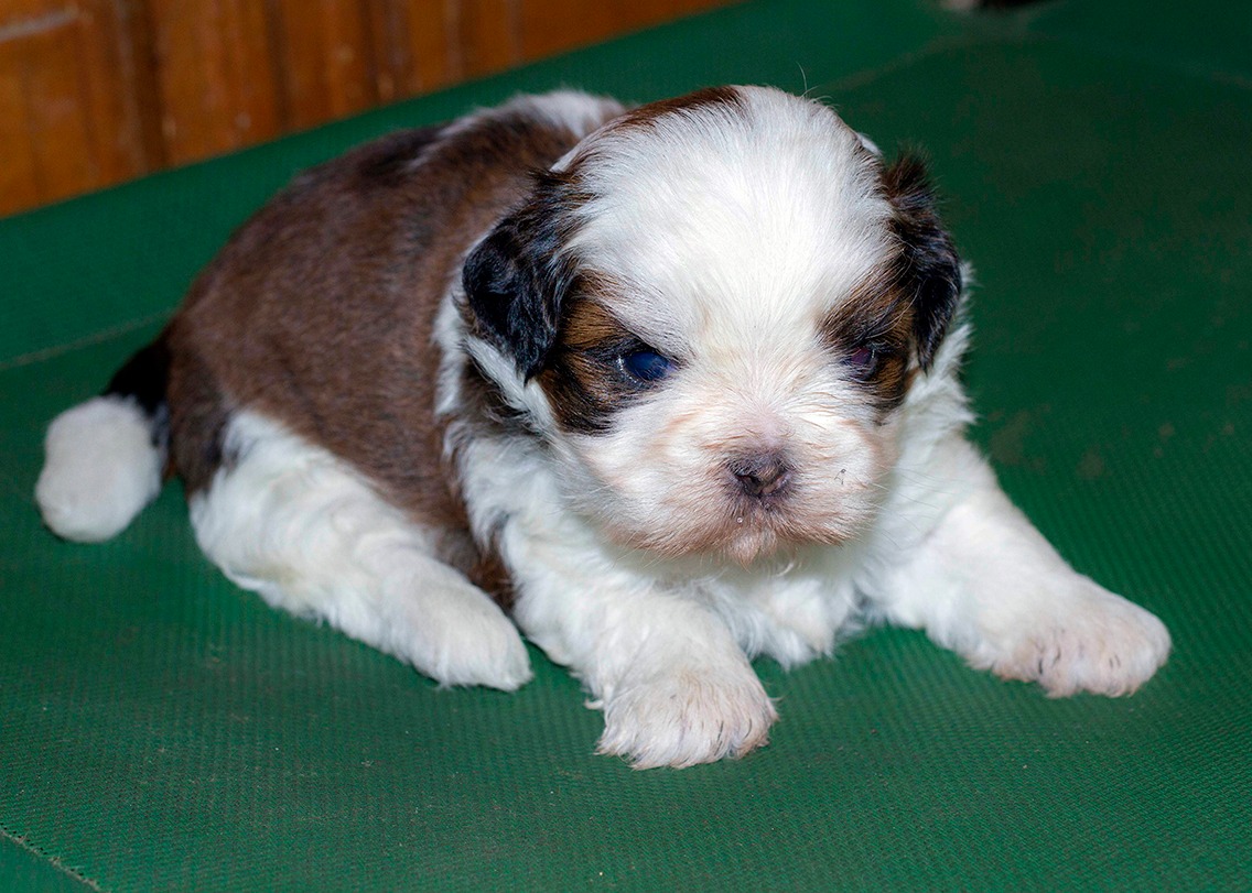 Image of shih tzu posted on 2022-01-28 13:10:23 from Sanjaynagar RMV 2nd Stage